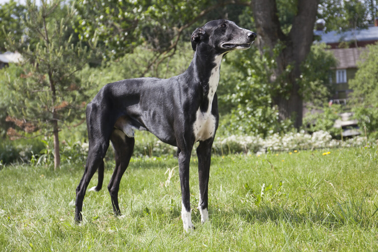 Greyhound Dog Breed Guide