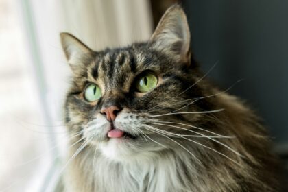Cat Blep, Tongue Out