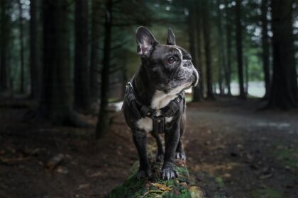 black and white french bulldog on green grass during daytime