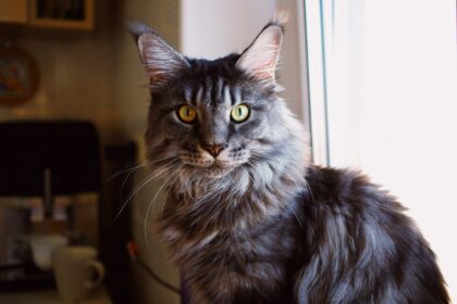Maine Coon Cat Breed Review