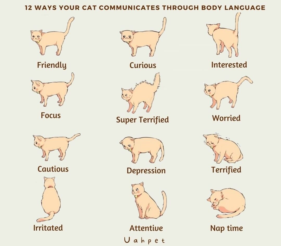 How To Interpret Your Cat s Body Language