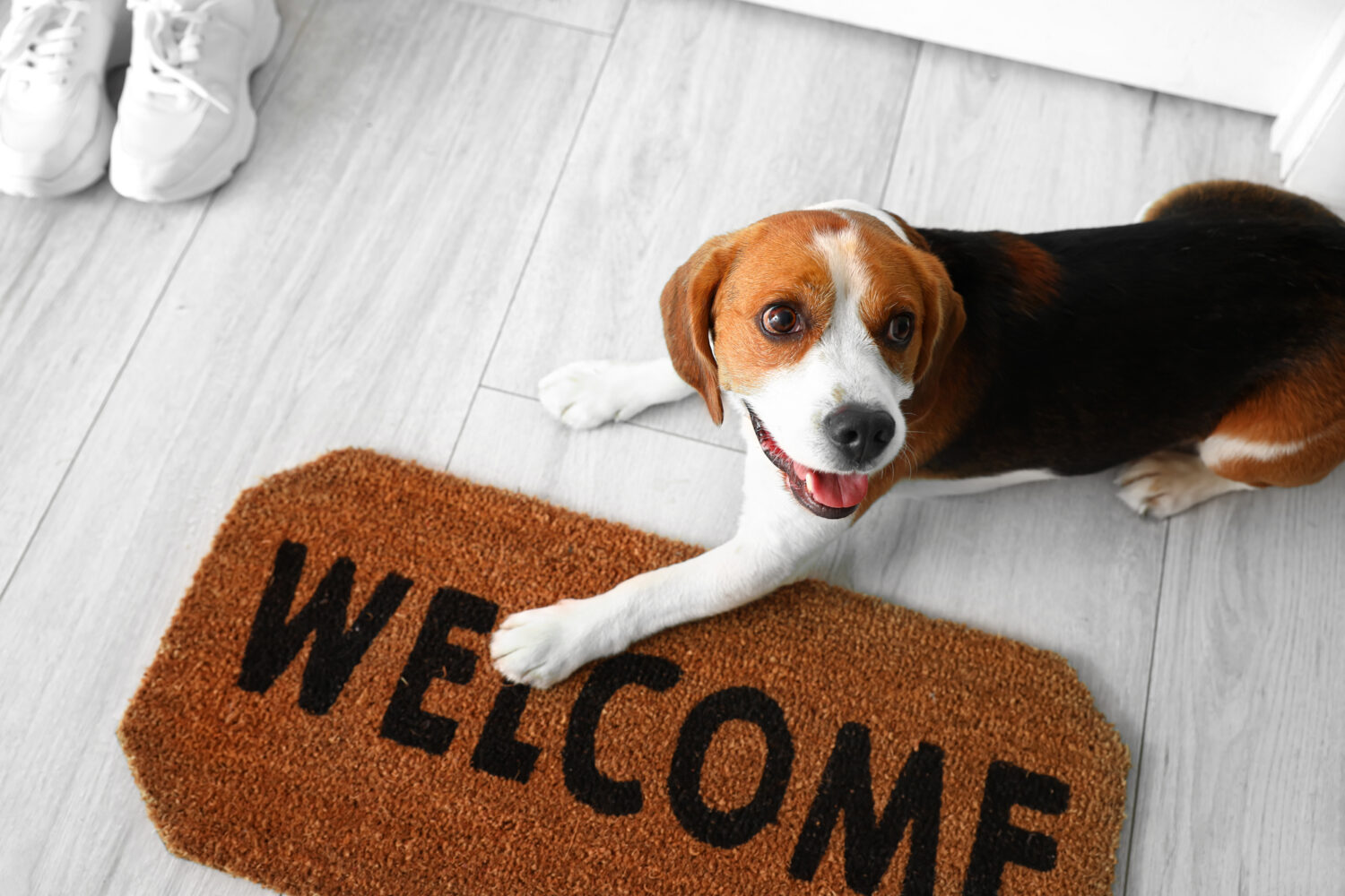 Preparing your home for a Cute Beagle dog